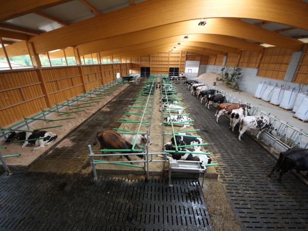 Neubau Boxenlaufstall   Heid Lukas   Pratteln 04