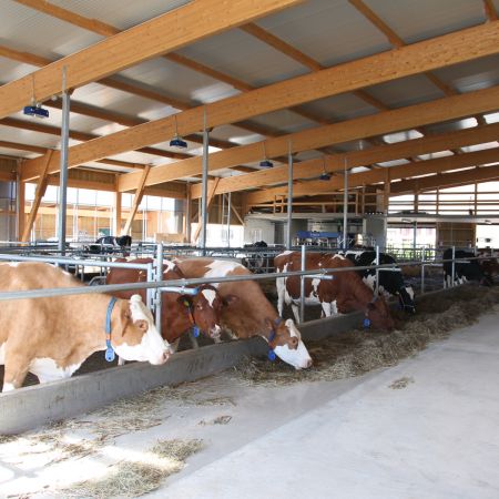 Neubau Boxenlaufstall   M  ller Hans   Sch  ftland 02