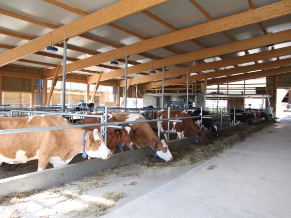 Neubau Boxenlaufstall   M  ller Hans   Sch  ftland 02